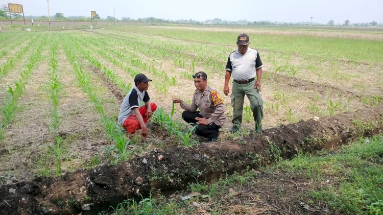 P2B Jagung Desa Seketi Didukung Bhabinkamtibmas